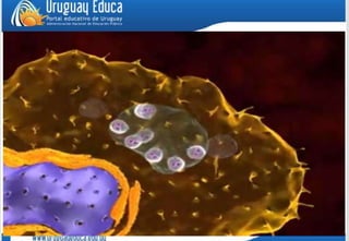 Leishmania ciclo de_vida