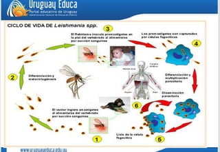 Leishmania ciclo de_vida