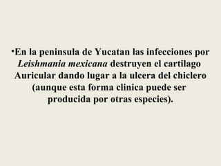 •En la peninsula de Yucatan las infecciones por
 Leishmania mexicana destruyen el cartilago
 Auricular dando lugar a la ulcera del chiclero
     (aunque esta forma clinica puede ser
         producida por otras especies).
 