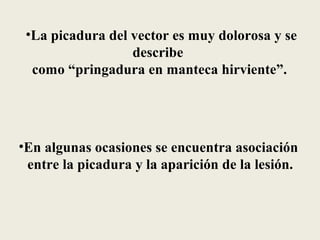 •La picadura del vector es muy dolorosa y se
                  describe
         
  como “pringadura en manteca hirviente”.




•En algunas ocasiones se encuentra asociación
 entre la picadura y la aparición de la lesión.
 