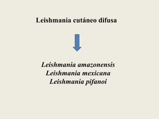 Leishmania cutáneo difusa




 Leishmania amazonensis
  Leishmania mexicana
   Leishmania pifanoi
 