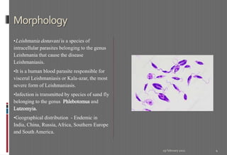 Leishmania donavani presentation | PPTX