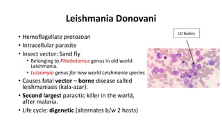 LEISHMANIA DONOVANI.pptx