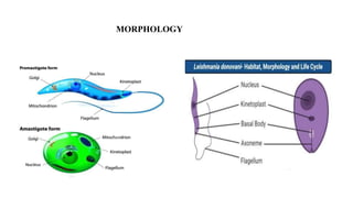 MORPHOLOGY
 
