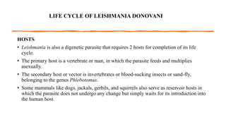LIFE CYCLE OF LEISHMANIA DONOVANI
HOSTS
• Leishmania is also a digenetic parasite that requires 2 hosts for completion of its life
cycle.
• The primary host is a vertebrate or man, in which the parasite feeds and multiplies
asexually.
• The secondary host or vector is invertebrates or blood-sucking insects or sand-fly,
belonging to the genus Phlebotomus.
• Some mammals like dogs, jackals, gerbils, and squirrels also serve as reservoir hosts in
which the parasite does not undergo any change but simply waits for its introduction into
the human host.
 