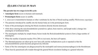 (I) LIFE CYCLE IN MAN
The parasite has two stages in its life cycle:
• Amastigote form occurs in humans and mammals.
• Promastigote form occurs in sandfly.
• L. donovani is transmitted to humans or other vertebrates by the bite of blood-sucking sandfly Phlebotomus argentipes
• The parasites introduced by sandfly into the human body are in the promastigote form.
• Some of the promastigote entering the blood circulation directly become destroyed.
• while those entering the reticuloendothelial system(liver, spleen, bone marrow, and lymph nodes ) change into
amastigote or leishmanial forms.
• The amastigotes multiply by simple binary fusion inside the Reticuloendothelial system to form a large number of
amastigotes.
• When the number of parasite reaches 50 to 200 or even more, the host cell rupture.
• The liberated parasites are taken up by new host cells and the multiplication cycle is repeated so that the
reticuloendothelial system becomes progressively infected.
• Some of the free amastigotes are phagocytosed by the neutrophils and monocytes(macrophages) in the bloodstream.
• These heavily parasitized cells wander through the general blood circulation leading to a general infection.
 