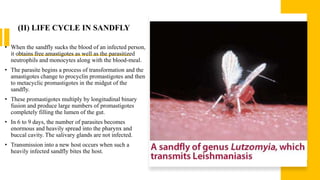 (II) LIFE CYCLE IN SANDFLY
• When the sandfly sucks the blood of an infected person,
it obtains free amastigotes as well as the parasitized
neutrophils and monocytes along with the blood-meal.
• The parasite begins a process of transformation and the
amastigotes change to procyclin promastigotes and then
to metacyclic promastigotes in the midgut of the
sandfly.
• These promastigotes multiply by longitudinal binary
fusion and produce large numbers of promastigotes
completely filling the lumen of the gut.
• In 6 to 9 days, the number of parasites becomes
enormous and heavily spread into the pharynx and
buccal cavity. The salivary glands are not infected.
• Transmission into a new host occurs when such a
heavily infected sandfly bites the host.
 