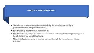 MODE OF TRANSMISSION:
• The infection is transmitted to Human mainly by the bite of vector sandfly of
genus Phlebotomus and genus Lutzomyia.
• Less frequently the infection is transmitted by:
• Blood transfusion, congenital infection, accidental inoculation of cultured promastigotes in
the lab workers and sexual intercourse.
• Males are affected more due to increase exposure through the occupation and leisure
activities.
 