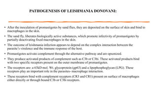 PATHOGENESIS OF LEISHMANIA DONOVANI:
• After the inoculation of promastigotes by sand flies, they are deposited on the surface of skin and bind to
macrophages in the skin.
• The sand fly, liberates biologically active substances, which promote infectivity of promastigotes by
partially deactivating fixed macrophages in the skin.
• The outcome of leishmania infection appears to depend on the complex interaction between the
parasite’s virulence and the immune response of the host.
• Promastigotes activate complement through the alternative pathway and are opsonized.
• They produce activated products of complement such as C3b or C3bi. These activated products bind
with two specific receptors present on the outer membrane of promastigotes.
• The receptors are- a 63kD mol. Wt. glycoprotein (gp63) and a lipophosphoglycan (LPG). These
receptors play an important role in the parasites- macrophage interaction.
• These receptors bind with complement receptors (CR3 and CR1) present on surface of macrophages
either directly or through bound C3b or C3bi receptors.
 