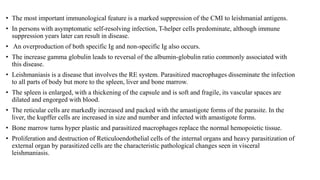 • The most important immunological feature is a marked suppression of the CMI to leishmanial antigens.
• In persons with asymptomatic self-resolving infection, T-helper cells predominate, although immune
suppression years later can result in disease.
• An overproduction of both specific Ig and non-specific Ig also occurs.
• The increase gamma globulin leads to reversal of the albumin-globulin ratio commonly associated with
this disease.
• Leishmaniasis is a disease that involves the RE system. Parasitized macrophages disseminate the infection
to all parts of body but more to the spleen, liver and bone marrow.
• The spleen is enlarged, with a thickening of the capsule and is soft and fragile, its vascular spaces are
dilated and engorged with blood.
• The reticular cells are markedly increased and packed with the amastigote forms of the parasite. In the
liver, the kupffer cells are increased in size and number and infected with amastigote forms.
• Bone marrow turns hyper plastic and parasitized macrophages replace the normal hemopoietic tissue.
• Proliferation and destruction of Reticuloendothelial cells of the internal organs and heavy parasitization of
external organ by parasitized cells are the characteristic pathological changes seen in visceral
leishmaniasis.
 