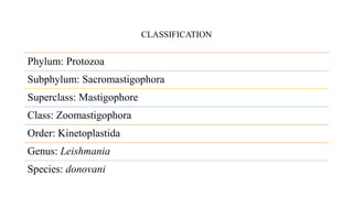 CLASSIFICATION
Phylum: Protozoa
Subphylum: Sacromastigophora
Superclass: Mastigophore
Class: Zoomastigophora
Order: Kinetoplastida
Genus: Leishmania
Species: donovani
 