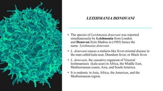 LEISHMANIA DONOVANI
• The species of Leishmania donovani was reported
simultaneously by Leishmania from London
and Donovan from Madras in (1903) hence the
name Leishmania donovani.
• L. donovani causes a malaria-like fever-oriental disease in
the man called kala-azar, Dumdum fever, or Black fever.
• L. donovani, the causative organism of Visceral
leishmaniasis (kala-azar) in Africa, the Middle East,
Mediterranean coasts, Asia, and South America.
• It is endemic in Asia, Africa, the Americas, and the
Mediterranean region.
 