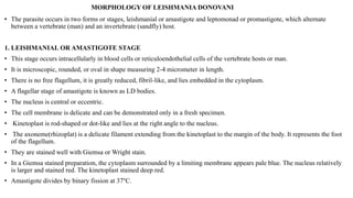 MORPHOLOGY OF LEISHMANIA DONOVANI
• The parasite occurs in two forms or stages, leishmanial or amastigote and leptomonad or promastigote, which alternate
between a vertebrate (man) and an invertebrate (sandfly) host.
1. LEISHMANIAL OR AMASTIGOTE STAGE
• This stage occurs intracellularly in blood cells or reticuloendothelial cells of the vertebrate hosts or man.
• It is microscopic, rounded, or oval in shape measuring 2-4 micrometer in length.
• There is no free flagellum, it is greatly reduced, fibril-like, and lies embedded in the cytoplasm.
• A flagellar stage of amastigote is known as LD bodies.
• The nucleus is central or eccentric.
• The cell membrane is delicate and can be demonstrated only in a fresh specimen.
• Kinetoplast is rod-shaped or dot-like and lies at the right angle to the nucleus.
• The axoneme(rhizoplat) is a delicate filament extending from the kinetoplast to the margin of the body. It represents the foot
of the flagellum.
• They are stained well with Giemsa or Wright stain.
• In a Giemsa stained preparation, the cytoplasm surrounded by a limiting membrane appears pale blue. The nucleus relatively
is larger and stained red. The kinetoplast stained deep red.
• Amastigote divides by binary fission at 37°C.
 
