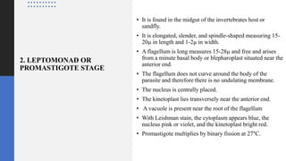 2. LEPTOMONAD OR
PROMASTIGOTE STAGE
• It is found in the midgut of the invertebrates host or
sandfly.
• It is elongated, slender, and spindle-shaped measuring 15-
20µ in length and 1-2µ in width.
• A flagellum is long measures 15-28µ and free and arises
from a minute basal body or blepharoplast situated near the
anterior end.
• The flagellum does not curve around the body of the
parasite and therefore there is no undulating membrane.
• The nucleus is centrally placed.
• The kinetoplast lies transversely near the anterior end.
• A vacuole is present near the root of the flagellum
• With Leishman stain, the cytoplasm appears blue, the
nucleus pink or violet, and the kinetoplast bright red.
• Promastigote multiplies by binary fission at 27°C.
 