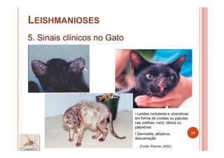LEISHMANIOSES
5. Sinais clínicos no Gato
10
(Fonte: Pennisi, 2002)
• Lesões nodulares e ulcerativas
em forma de crostas ou pápulas
nas orelhas, nariz, lábios ou
pálpebras
• Dermatite, alópécia,
descamação
 