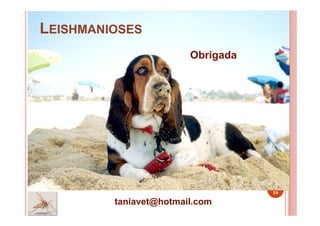LEISHMANIOSES
16
taniavet@hotmail.com
Obrigada
 