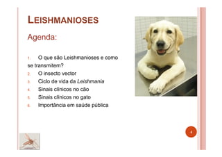 LEISHMANIOSES
Agenda:
1. O que são Leishmanioses e como
se transmitem?
2. O insecto vector
3. Ciclo de vida da Leishmania
4. Sinais clínicos no cão
5. Sinais clínicos no gato
6. Importância em saúde pública
4
 