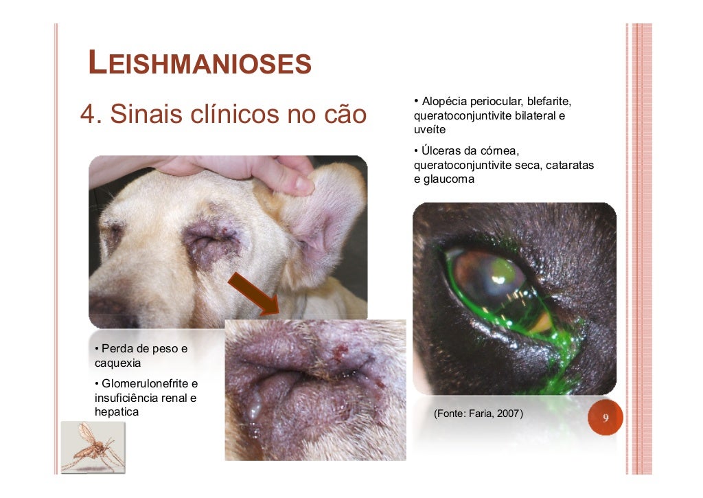 Leishmania infantum