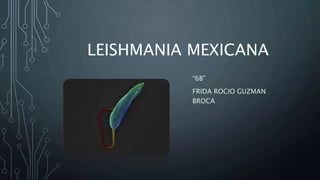 LEISHMANIA MEXICANA
“6B”
FRIDA ROCIO GUZMAN
BROCA
 