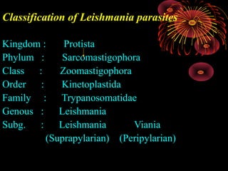Classification of Leishmania parasites
Kingdom :
Protista
Phylum :
Sarcomastigophora
Class
:
Zoomastigophora
Order
:
Kinetoplastida
Family : Trypanosomatidae
Genous :
Leishmania
Subg.
:
Leishmania
Viania
(Suprapylarian) (Peripylarian)

 
