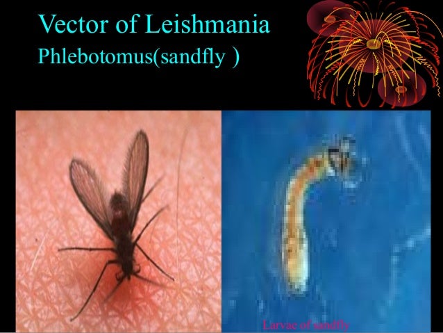 Leishmania parasites