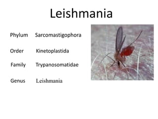 Leishmania
Phylum Sarcomastigophora
Order Kinetoplastida
Family Trypanosomatidae
Genus Leishmania
 