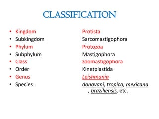 CLASSIFICATION
•
•
•
•
•
•
•
•

Kingdom
Subkingdom
Phylum
Subphylum
Class
Order
Genus
Species

Protista
Sarcomastigophora
Protozoa
Mastigophora
zoomastigophora
Kinetplastida
Leishmania
donovani, tropica, mexicana
, braziliensis, etc.

 