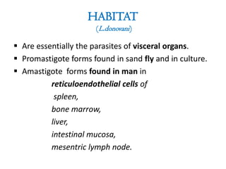 HABITAT
(L.donovani)

 Are essentially the parasites of visceral organs.
 Promastigote forms found in sand fly and in culture.
 Amastigote forms found in man in
reticuloendothelial cells of
spleen,
bone marrow,
liver,
intestinal mucosa,
mesentric lymph node.

 