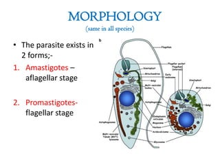 MORPHOLOGY
(same in all species)

• The parasite exists in
2 forms;1. Amastigotes –
aflagellar stage
2. Promastigotesflagellar stage

 
