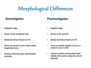 Morphological Differences
Amastigotes

Promastigotes

•

Aflagellar stage

•

Flagellar stage

•

Occurs in the vertebrate host

•

Occurs in the sand fly

•

divides by binary fission at 37oC.

•

divides by binary fission at 27oC.

•

There are round or oval ;2-4µm along
longitudinal axis.

•

They are spindle shaped ;15-20 µm in

Nucleus relatively larger and situated
centrally.

•

•

length & 1-2µm in width.

Nucleus smaller and situated in the
middle of the cell or along the side of
cell-wall.

 