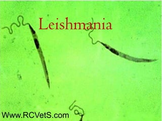 Leishmania

Www.RCVetS.com

 