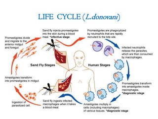 LIFE CYCLE (L.donovani)
 
