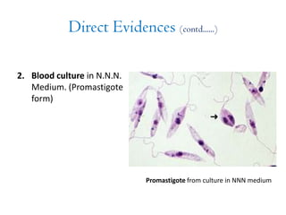 Direct Evidences (contd......)
2. Blood culture in N.N.N.
Medium. (Promastigote
form)
Promastigote from culture in NNN medium
 