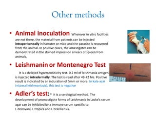 Other methods
• Animal inoculation Wherever in vitro facilities
are not there, the material from patients can be injected
intraperitoneally in hamster or mice and the parasite is recovered
from the animal. In positive cases, the amastigotes can be
demonstrated in the stained impression smears of spleen from
animals.
• Leishmaninor Montenegro Test
It is a delayed hypersensitivity test. 0.2 ml of leishmania antigen
is injected intradermally. The test is read after 48-72 hrs. Positive
result is indicated by an induration of 5mm or more. In kala-azar
(visceral leishmaniasis), this test is negative
• Adler’s test:- It is a serological method. The
development of promastigote forms of Leishmania in Locke’s serum
agar can be inhibited by a immune serum specific to
L.donovani, L.tropica and L.braziliensis.
 