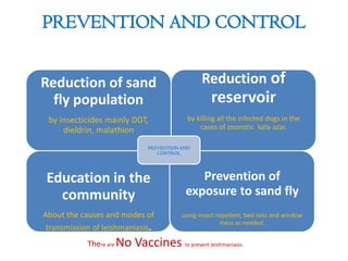 Reduction of sand
fly population
by insecticides mainly DDT,
dieldrin, malathion
Reduction of
reservoir
by killing all the infected dogs in the
cases of zoonotic kala-azar.
Education in the
community
About the causes and modes of
transmission of leishmaniasis.
Prevention of
exposure to sand fly
using insect repellent, bed nets and window
mess as needed.
PREVENTION AND
CONTROL
PREVENTION AND CONTROL
There are No Vaccines to prevent leishmaniasis.
 
