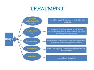 TREATMENT
Drugs
Sodium
stibogluconate
solution
Inhibits glycolytic enzymes and fatty acid
oxidation
Amphotericin
B
Binds with ergosterol leading to the altered
permeability to cations, water, glucose and affect
membrane-bound enzymes.
Pentamidine Inhibits DHFR and interferes with aerobic glycolysis
in protozoa, also inhibits protein synthesis
Miltefosine Effects cell-signaling pathways and synthesis of the
cell-membrane
Interferon
macrophage activation
 