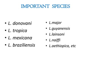 IMPORTANT SPECIES
• L. donovani
• L. tropica
• L. mexicana
• L. braziliensis
• L.major
• L.guyanensis
• L.lainsoni
• L.naiffi
• L.aethiopica, etc
 