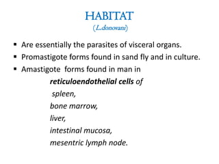 HABITAT
(L.donovani)
 Are essentially the parasites of visceral organs.
 Promastigote forms found in sand fly and in culture.
 Amastigote forms found in man in
reticuloendothelial cells of
spleen,
bone marrow,
liver,
intestinal mucosa,
mesentric lymph node.
 