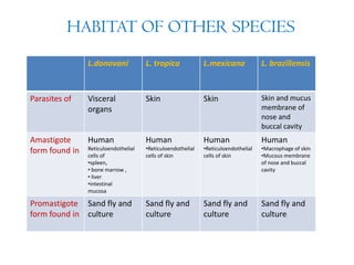 L.donovani L. tropica L.mexicana L. braziliensis
Parasites of Visceral
organs
Skin Skin Skin and mucus
membrane of
nose and
buccal cavity
Amastigote
form found in
Human
Reticuloendothelial
cells of
•spleen,
• bone marrow ,
• liver
•intestinal
mucosa
Human
•Reticuloendothelial
cells of skin
Human
•Reticuloendothelial
cells of skin
Human
•Macrophage of skin
•Mucous membrane
of nose and buccal
cavity
Promastigote
form found in
Sand fly and
culture
Sand fly and
culture
Sand fly and
culture
Sand fly and
culture
HABITAT OF OTHER SPECIES
 