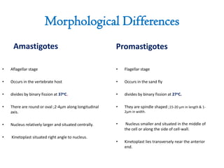 Morphological Differences
Amastigotes
• Aflagellar stage
• Occurs in the vertebrate host
• divides by binary fission at 37oC.
• There are round or oval ;2-4µm along longitudinal
axis.
• Nucleus relatively larger and situated centrally.
• Kinetoplast situated right angle to nucleus.
Promastigotes
• Flagellar stage
• Occurs in the sand fly
• divides by binary fission at 27oC.
• They are spindle shaped ;15-20 µm in length & 1-
2µm in width.
• Nucleus smaller and situated in the middle of
the cell or along the side of cell-wall.
• Kinetoplast lies transversely near the anterior
end.
 