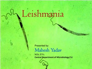 Leishmania
Presented by:
Mahesh Yadav
M.Sc. IIYr.
Central Department of Microbiology,T.U
 