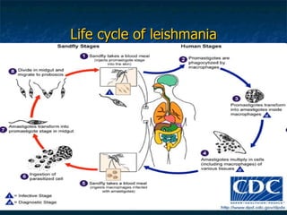 Life cycle of leishmania 