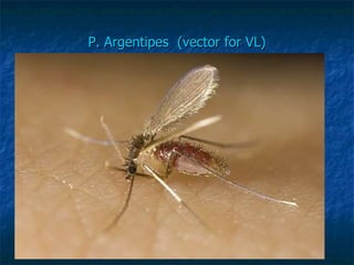 P. Argentipes  (vector for VL) 