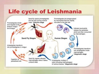 Life cycle of Leishmania
 