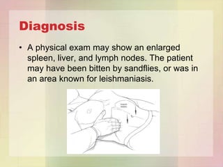 Diagnosis
• A physical exam may show an enlarged
  spleen, liver, and lymph nodes. The patient
  may have been bitten by sandflies, or was in
  an area known for leishmaniasis.
 