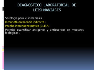 DIAGNOSTICO LABORATORIAL DE
LEISHMANIASIS
 Serología para leishmaniasis:
 Inmunofluorescencia indirecta :
 Prueba inmunoenzimatica (ELISA):
 Permite cuantificar antígenos y anticuerpos en muestras
biológicas .
 