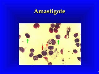 1
Amastigote
 