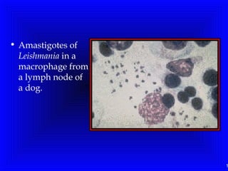 1
• Amastigotes of
Leishmania in a
macrophage from
a lymph node of
a dog. 
 
