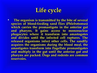 1
Life cycleLife cycle
• The organism is transmitted by the bite of severalThe organism is transmitted by the bite of several
species of blood-feeding sand flies (Phlebotomus)species of blood-feeding sand flies (Phlebotomus)
which carries the promastigote in the anterior gutwhich carries the promastigote in the anterior gut
and pharynx. It gains access to mononuclearand pharynx. It gains access to mononuclear
phagocytes where it transform into amastogotesphagocytes where it transform into amastogotes
and divides until the infected cell ruptures. Theand divides until the infected cell ruptures. The
released organisms infect other cells. The sandflyreleased organisms infect other cells. The sandfly
acquires the organisms during the blood meal, theacquires the organisms during the blood meal, the
amastigotes transform into flagellate promastigotesamastigotes transform into flagellate promastigotes
and multiply in the gut until the anterior gut andand multiply in the gut until the anterior gut and
pharynx are packed. Dogs and rodents are commonpharynx are packed. Dogs and rodents are common
reservoirs.reservoirs.
 