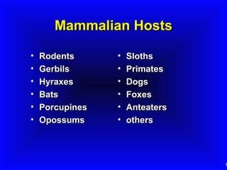 1
Mammalian HostsMammalian Hosts
• RodentsRodents
• GerbilsGerbils
• HyraxesHyraxes
• BatsBats
• PorcupinesPorcupines
• OpossumsOpossums
• SlothsSloths
• PrimatesPrimates
• DogsDogs
• FoxesFoxes
• AnteatersAnteaters
• othersothers
 